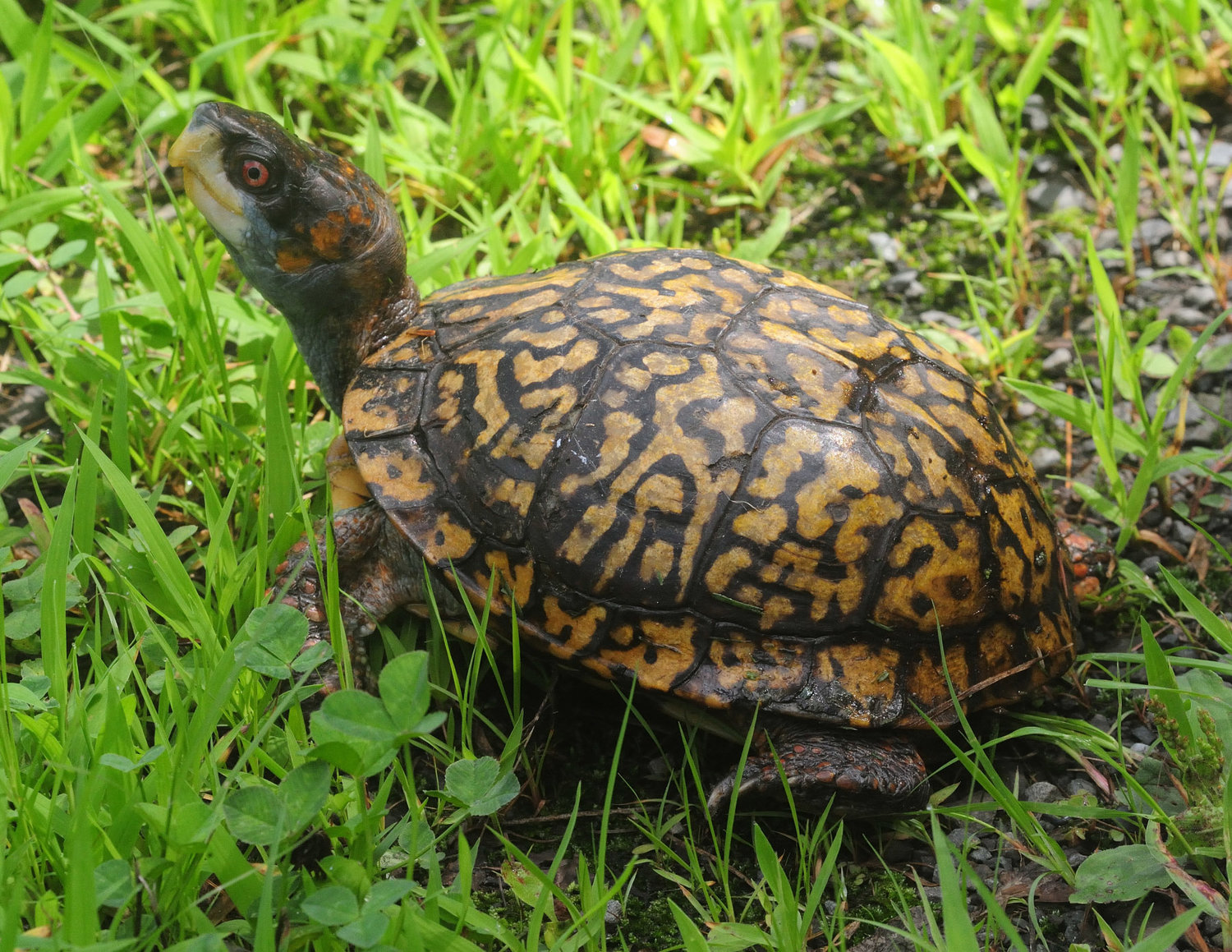 Box turtles are usually about eight inches long when grown. In addition to the orange markings, males have orange eyes while females have yellowish-brown eyes. They can be found in woodlands or fields and are omnivorous; they eat a wide variety of insects, amphibians and plants.